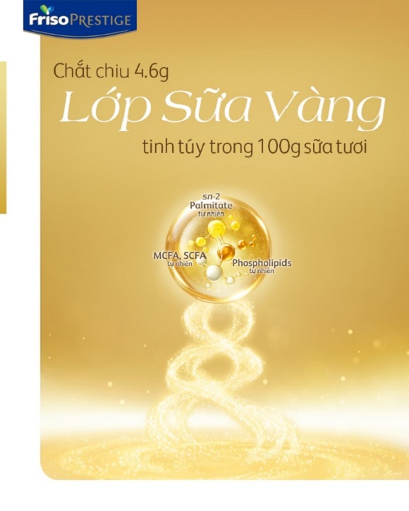 lop-sua-vang-tinh-tuy-friso-vhdn-5