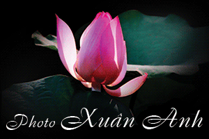 chụp ảnh, photo, studio, ảnh cưới