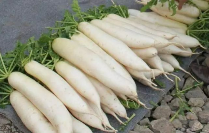 Củ cải được mệnh danh là "nhân sâm trắng". (Nguồn: Sohu)
