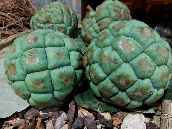 Na rừng được sử dụng là thuốc chữa bệnh. (Ảnh minh hoạ)