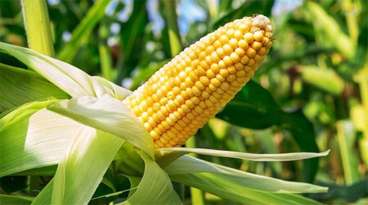 Ngô cũng là một trong số những loại rau chứa nhiều tinh bột. (Ảnh: Bright Side)