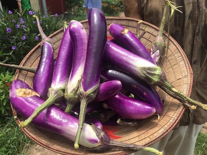 Nghiên cứu chứng minh rằng cà tím giúp tăng lượng cholesterol tốt cho cơ thể. (Ảnh: Pinterest)