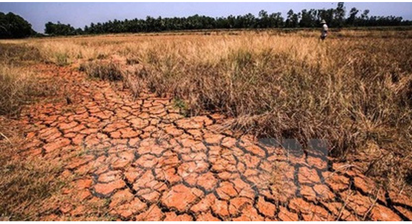 Thiệt hại v&#236; hạn mặn ở ĐBSCL: Con số g&#226;y cho&#225;ng