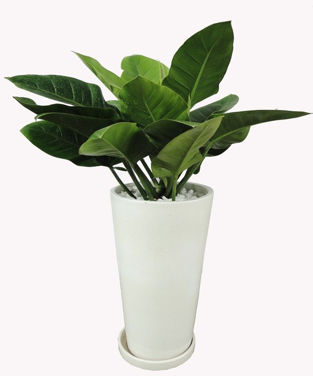 cây trầu bà đế vương xanh